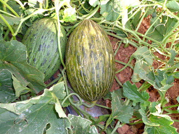 Los melones de Naranjas Lola, listos para ser recogidos y enviados a su domicilio