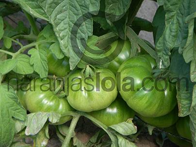 cultivando tomates raf