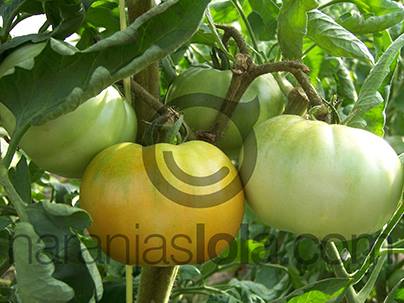 cultivando tomates valencianos