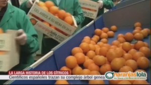 naranjas-lola-arbol-genealogico-citricos