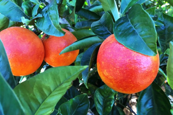 foto-naranjas-rojas-dulces
