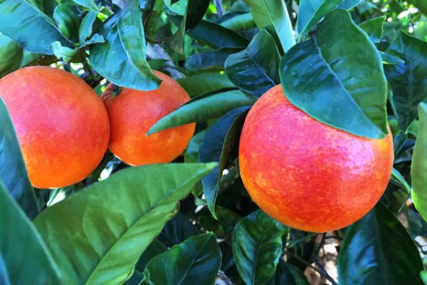 foto-naranjas-rojas-dulces