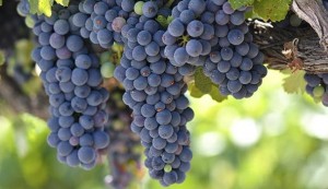 El resveratrol, el polifeno contra el enjevecimiento