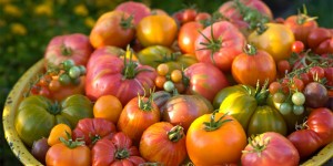 Tomates Naranjas Lola