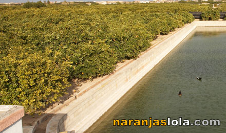 Naranjas naturales