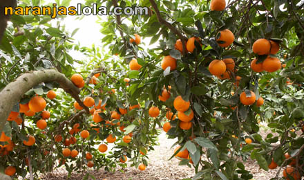 Naranjos, Campos de Naranjos, Campo de Naranjas