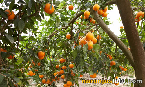 Fotos de naranjos, imágenes