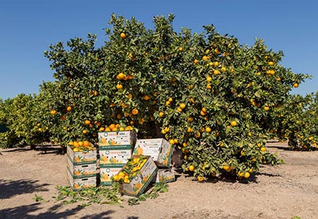 Cajas ecológicas de madera de Naranjas Lola