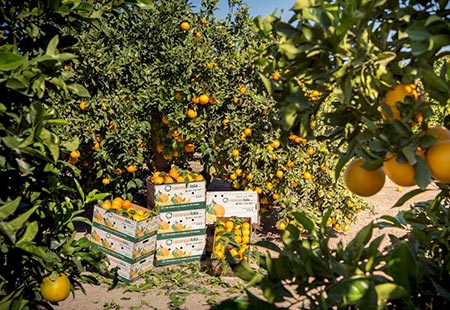 Cajas ecológicas de madera de Naranjas Lola