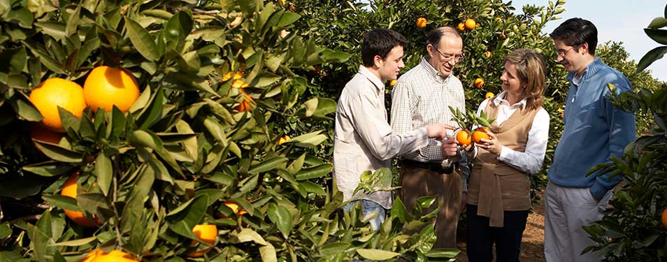 Naranjas Lola, del árbol a su mesa en 24 horas Naranjas Lola, del árbol a su mesa en 24 horas